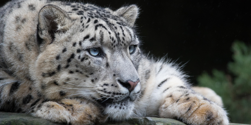 Uttarakhand National Parks "Rare white Himalayan tiger spotted in Govind Pashu Vihar,.