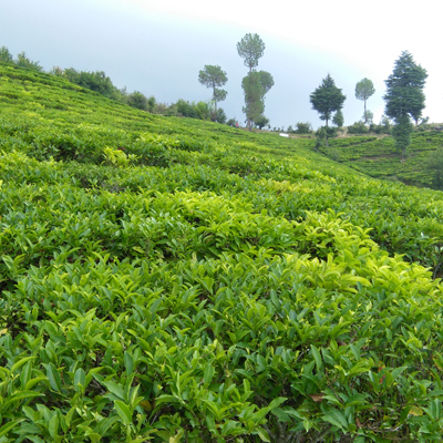 Shyamkhet tea garden